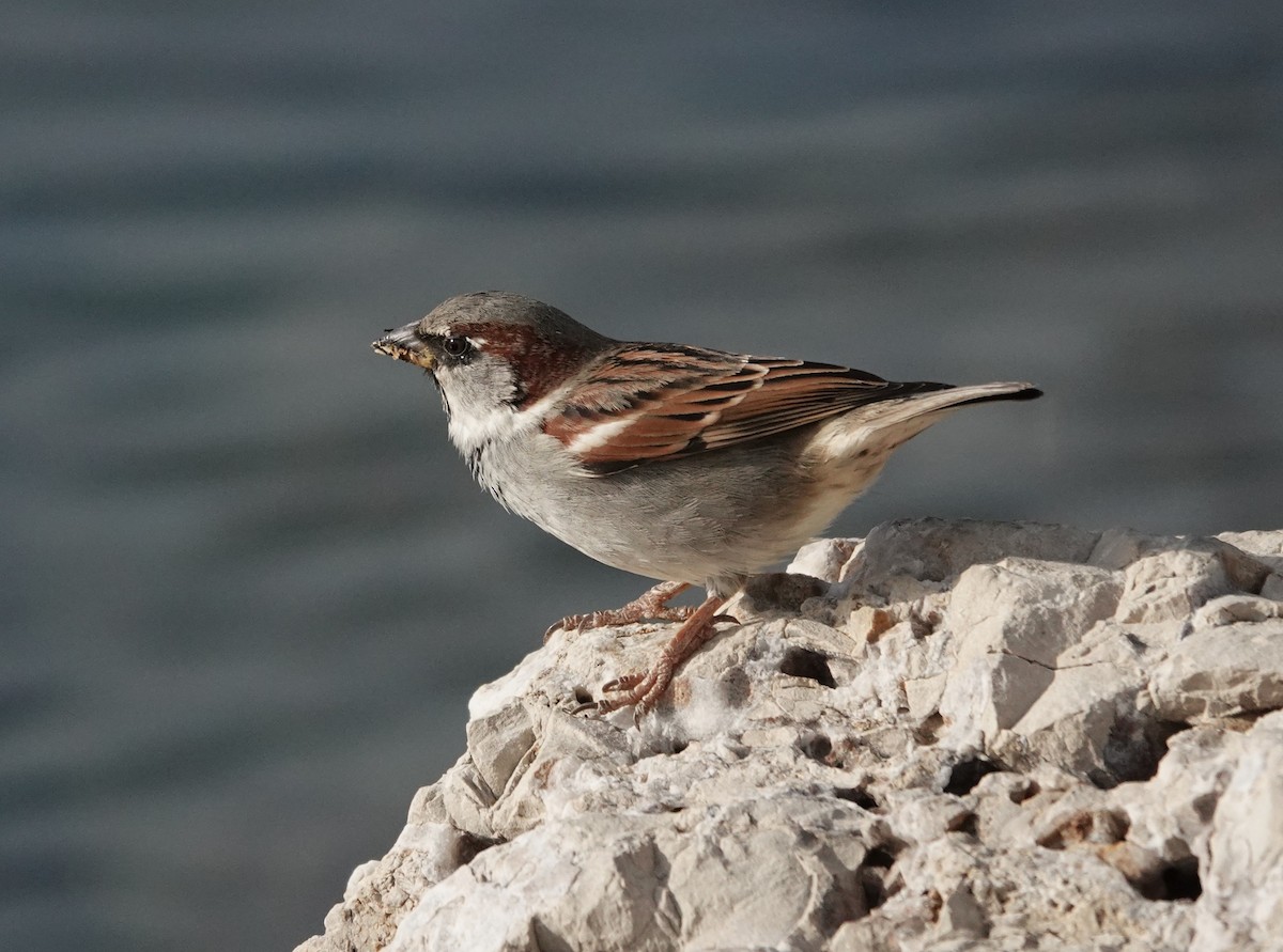 דרור הבית - ML647405072