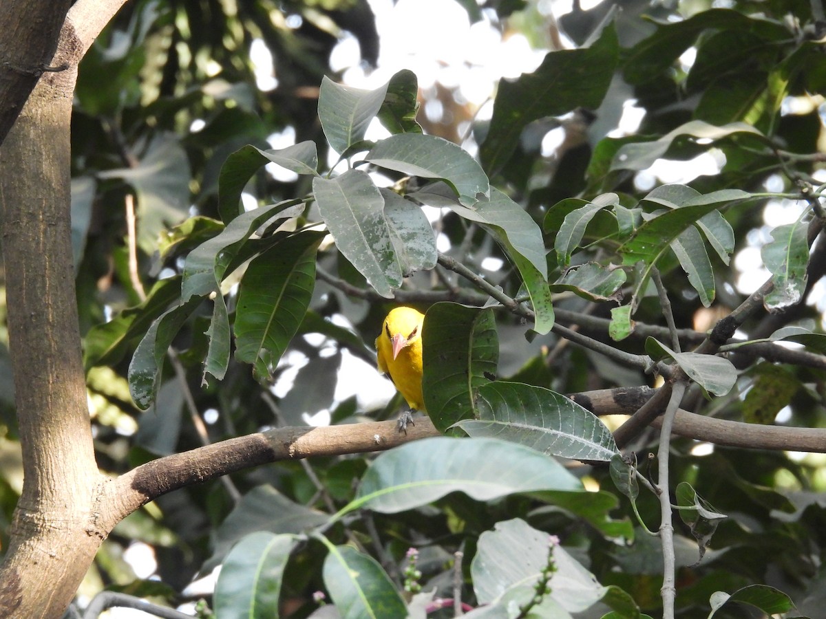 Indian Golden Oriole - ML647405076