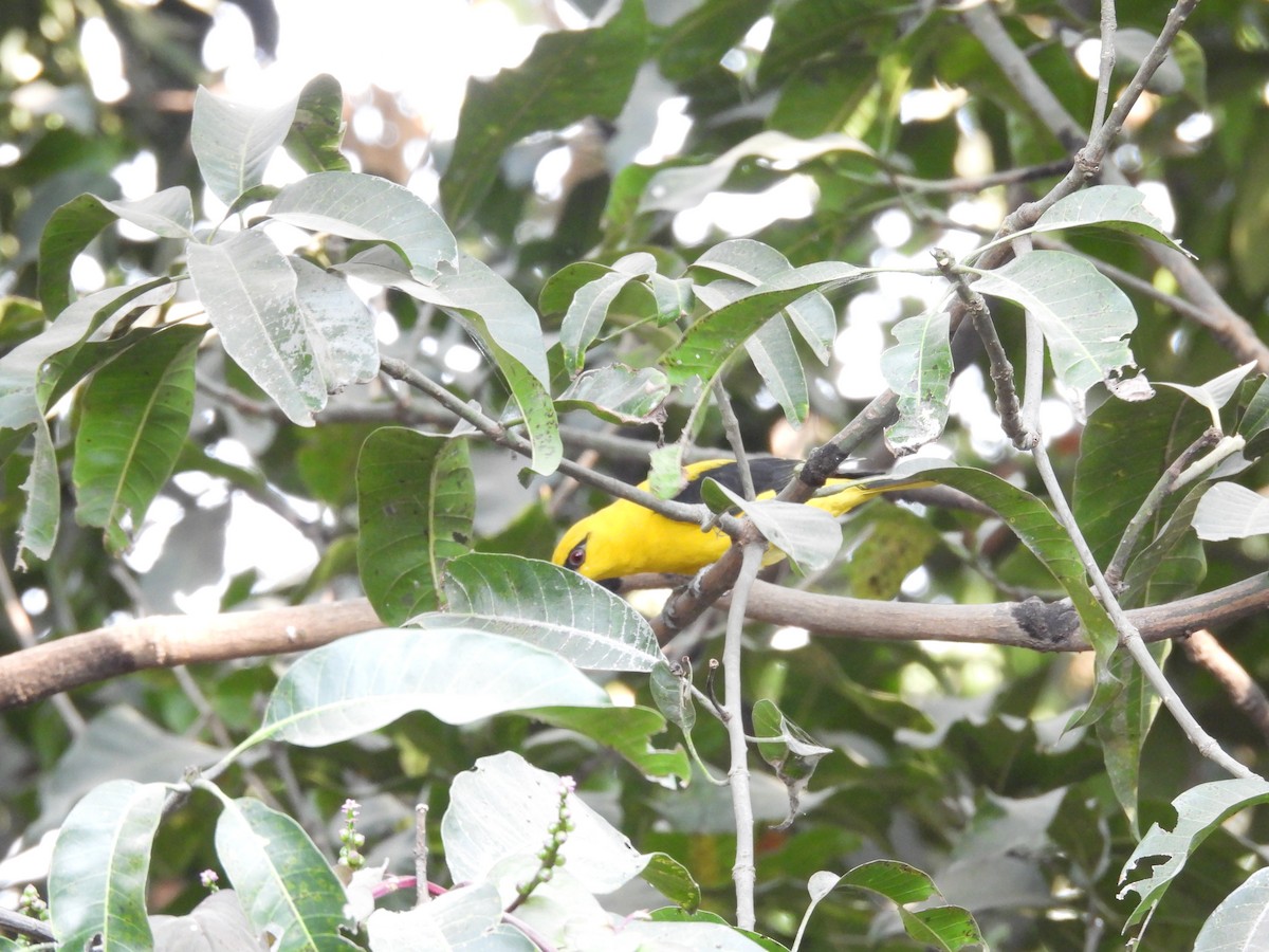 Indian Golden Oriole - ML647405077