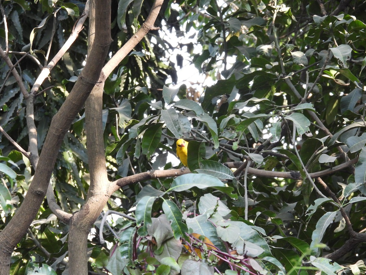 Indian Golden Oriole - ML647405078