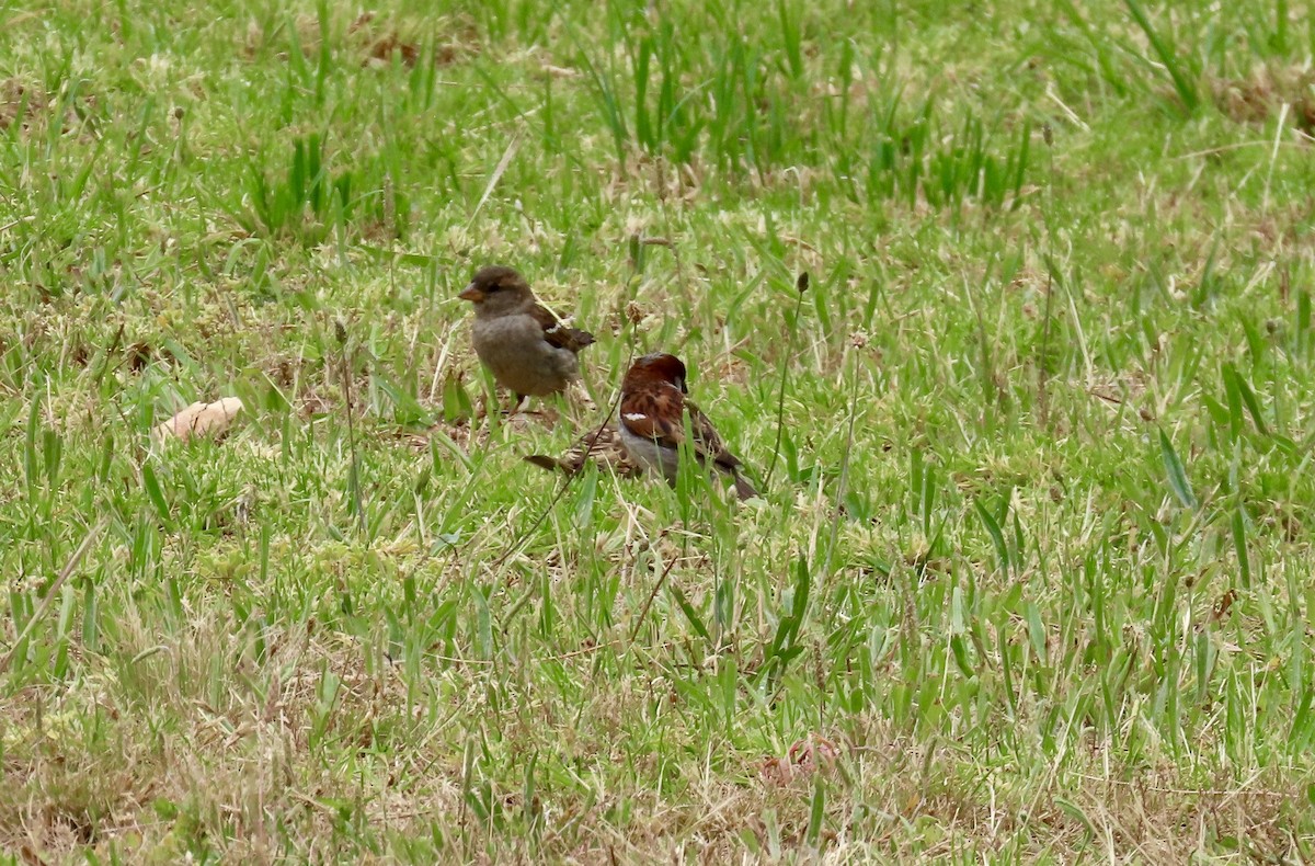 דרור הבית - ML647405079