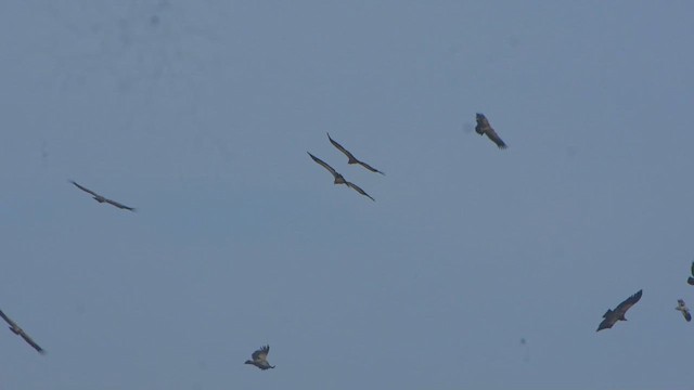 Sai arrea - ML647405080