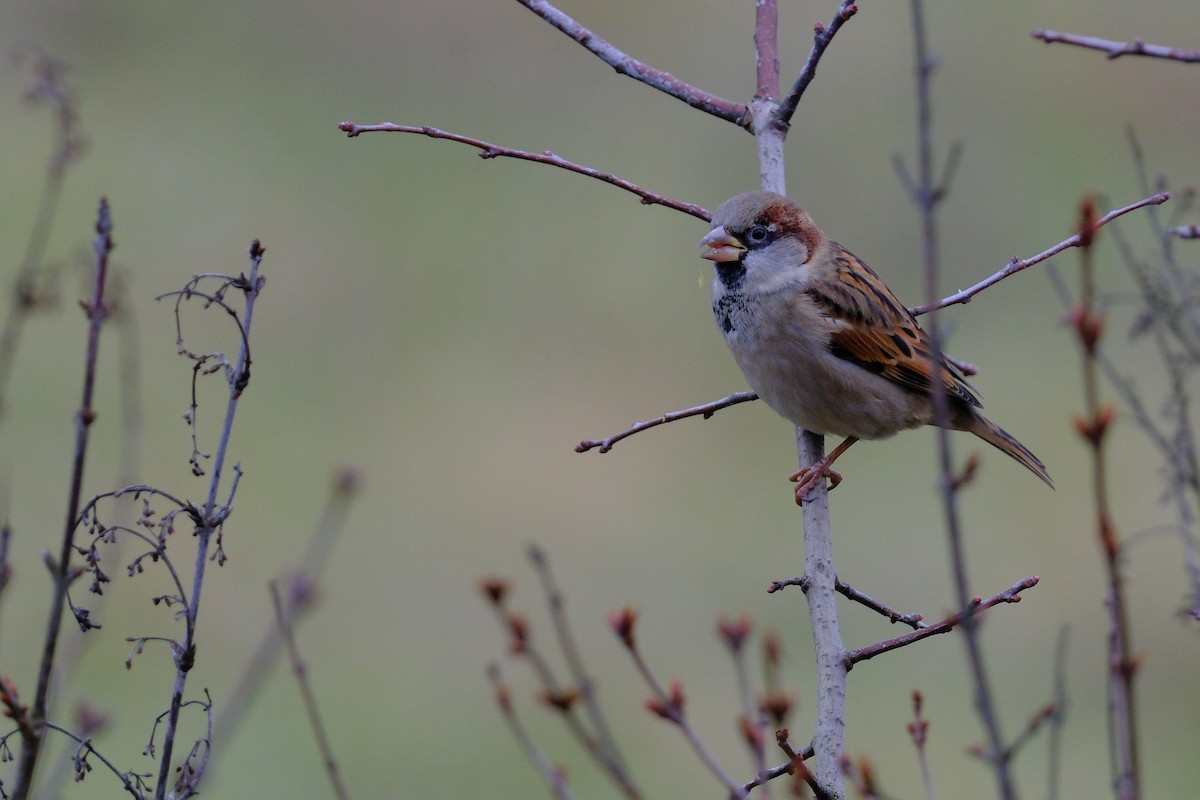 דרור הבית - ML647405083