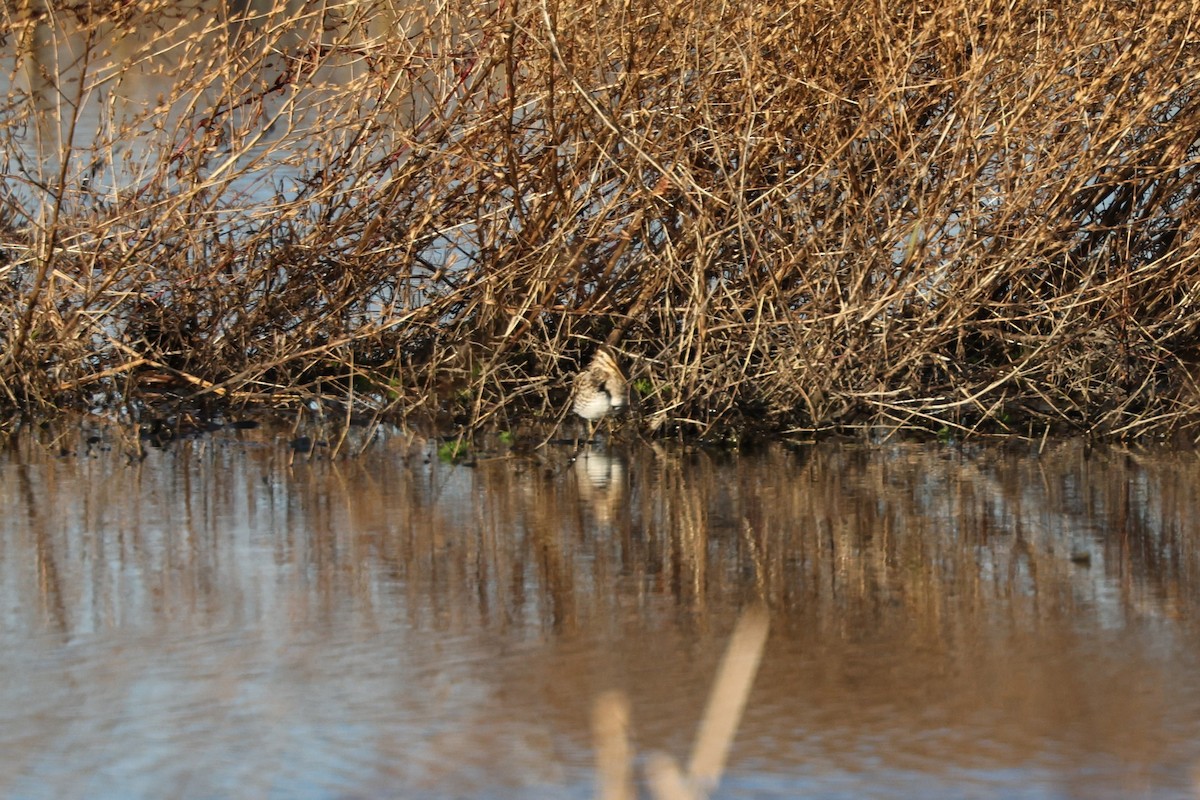 חרטומית ביצות - ML647405085