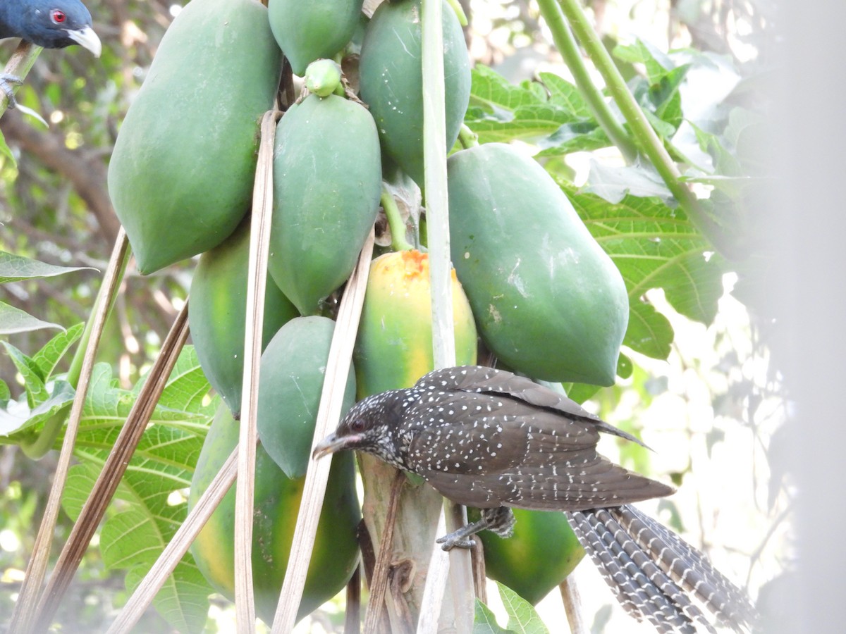 Asian Koel - ML647405091