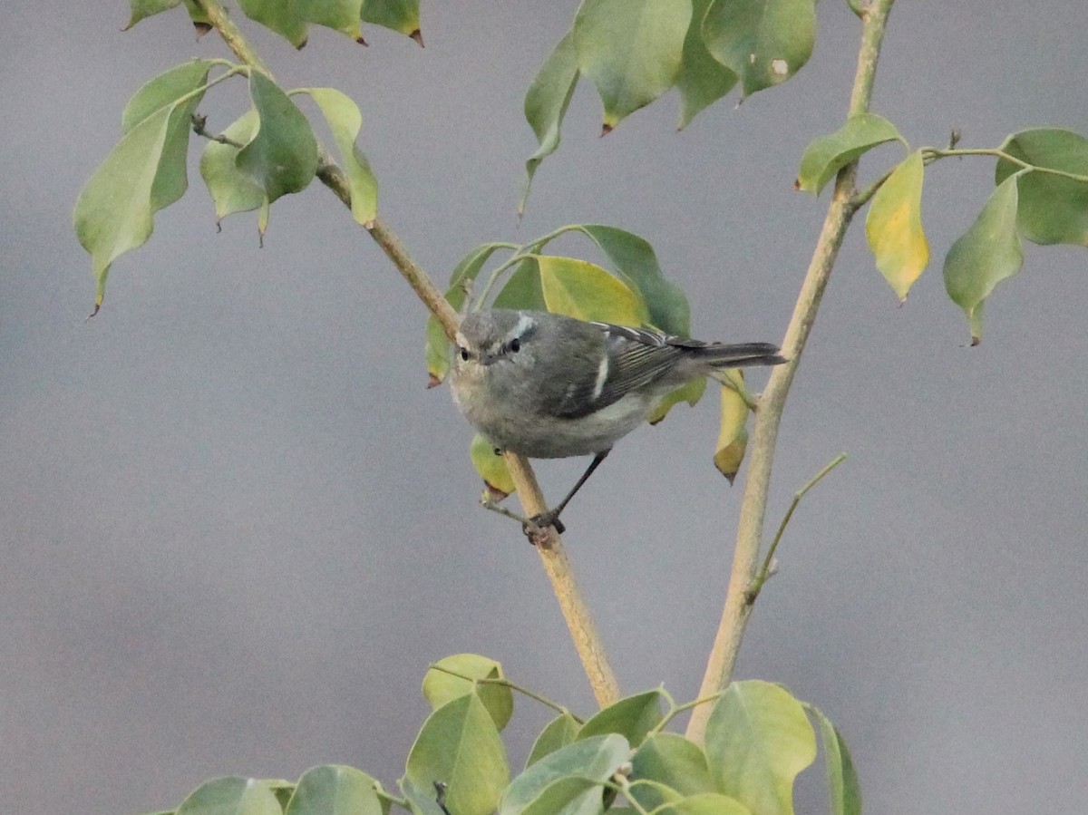 Hume's Warbler - ML647405098