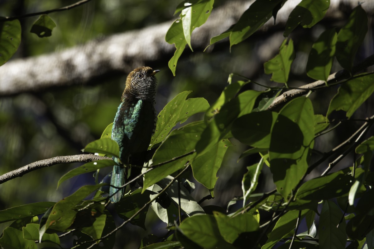 Asian Emerald Cuckoo - ML647405099