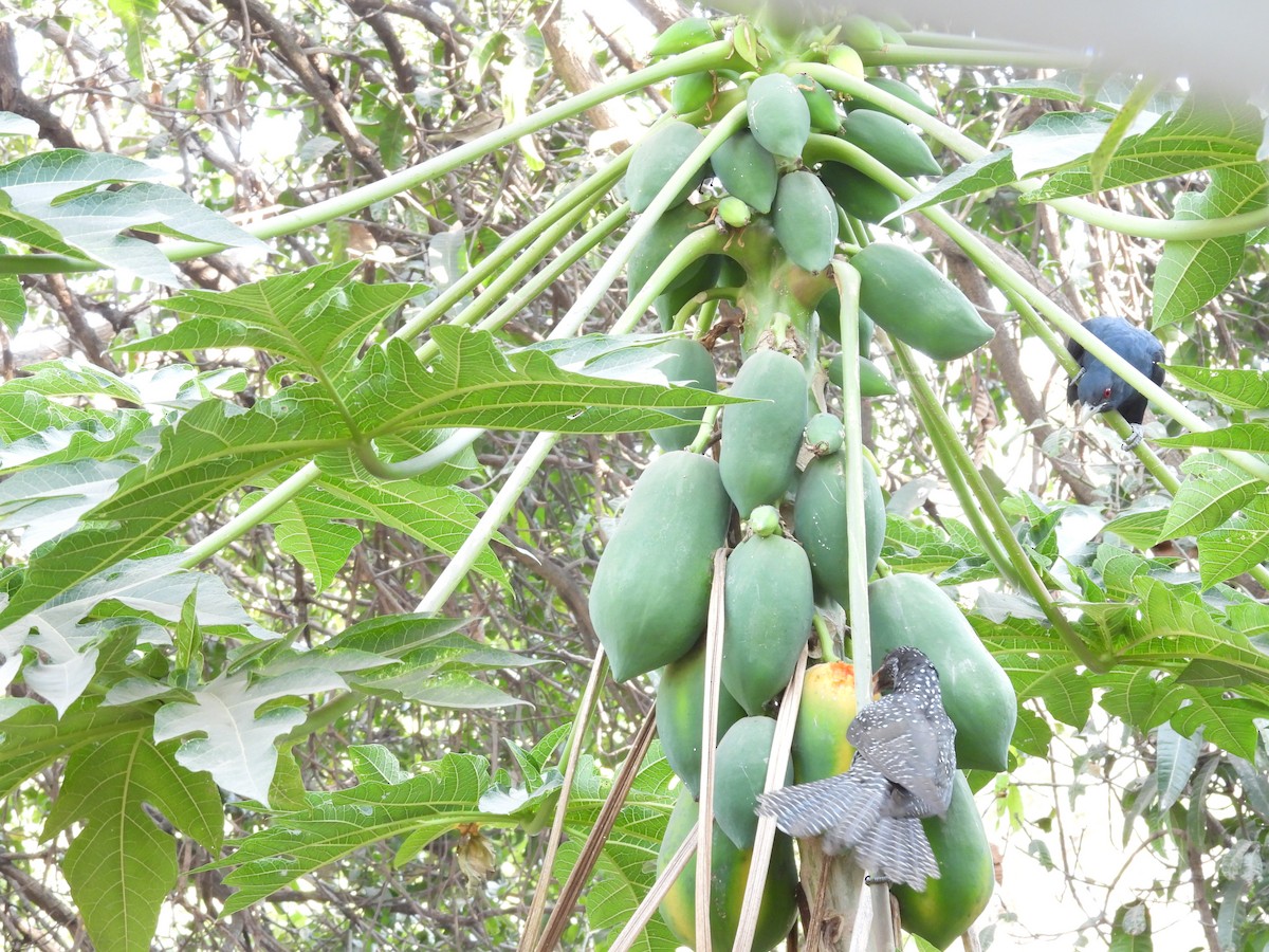 Asian Koel - ML647405100