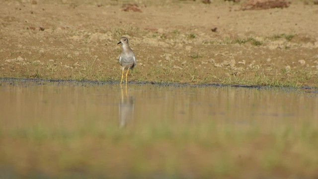 Hegabera buztanzuria - ML647405126