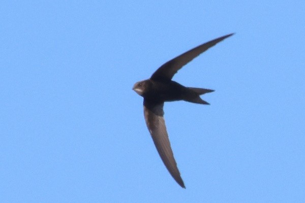 Mauersegler - ML647405136