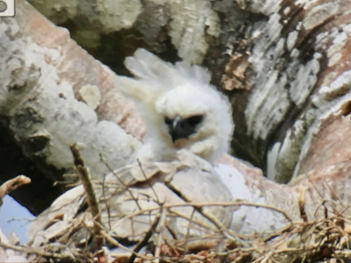 Harpy Eagle - ML647405169