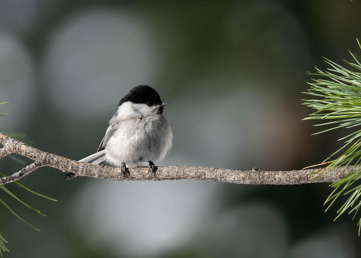 Mésange boréale - ML647405174