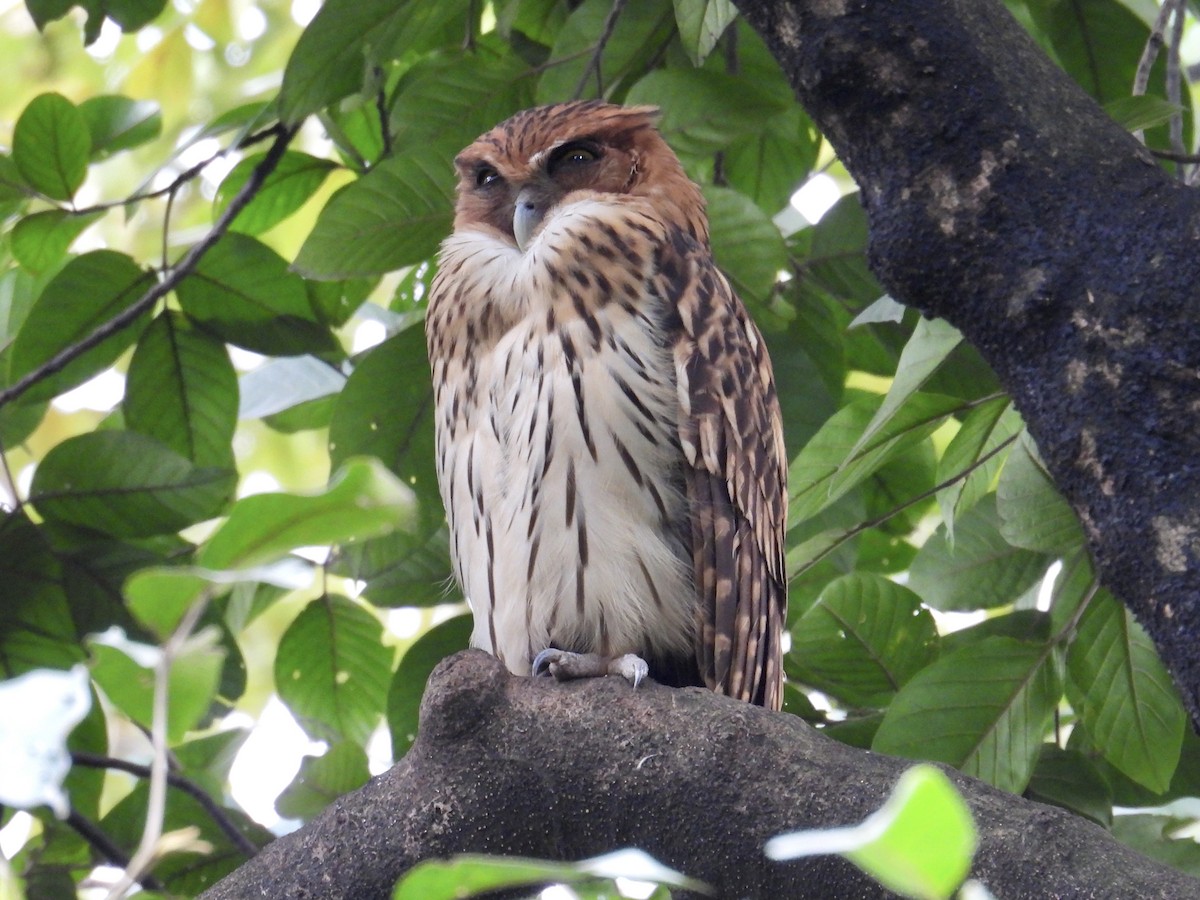 Philippine Eagle-Owl - ML647405179