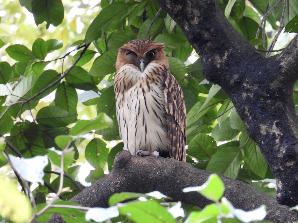 Philippine Eagle-Owl - ML647405180