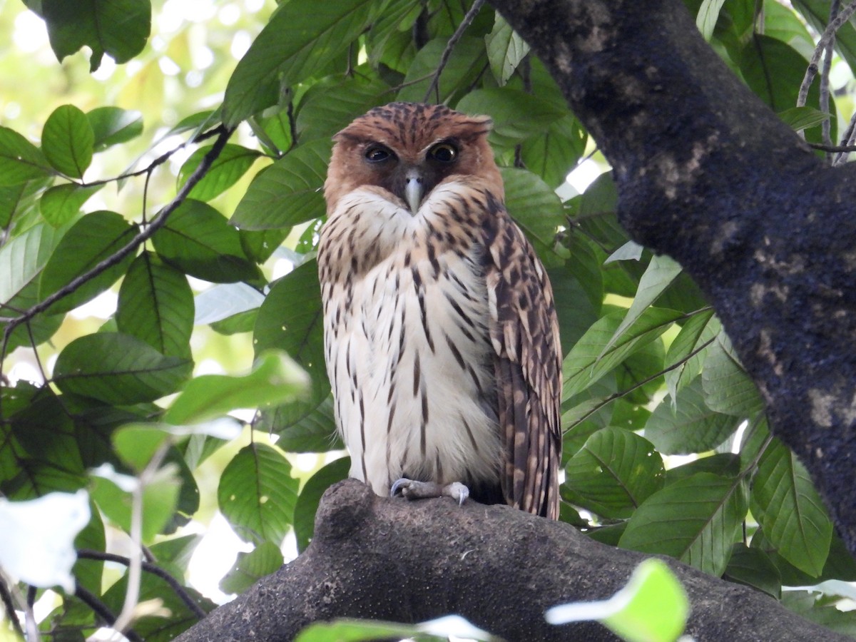 Philippine Eagle-Owl - ML647405181