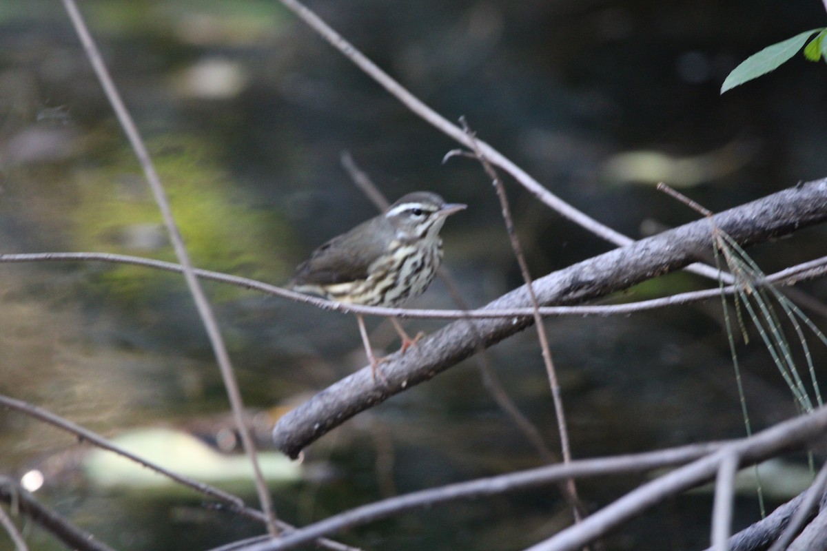 lesňáček potoční - ML647405183