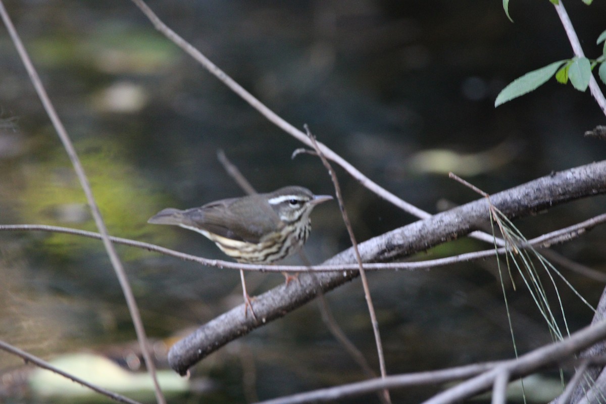 lesňáček potoční - ML647405184