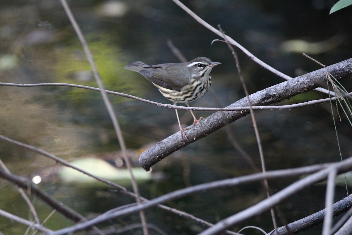 lesňáček potoční - ML647405185