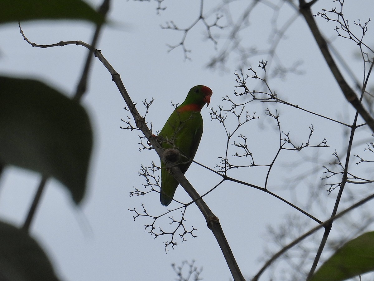 Philippine Hanging-Parrot - ML647405191