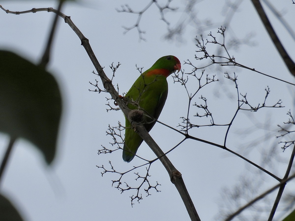 Philippine Hanging-Parrot - ML647405192