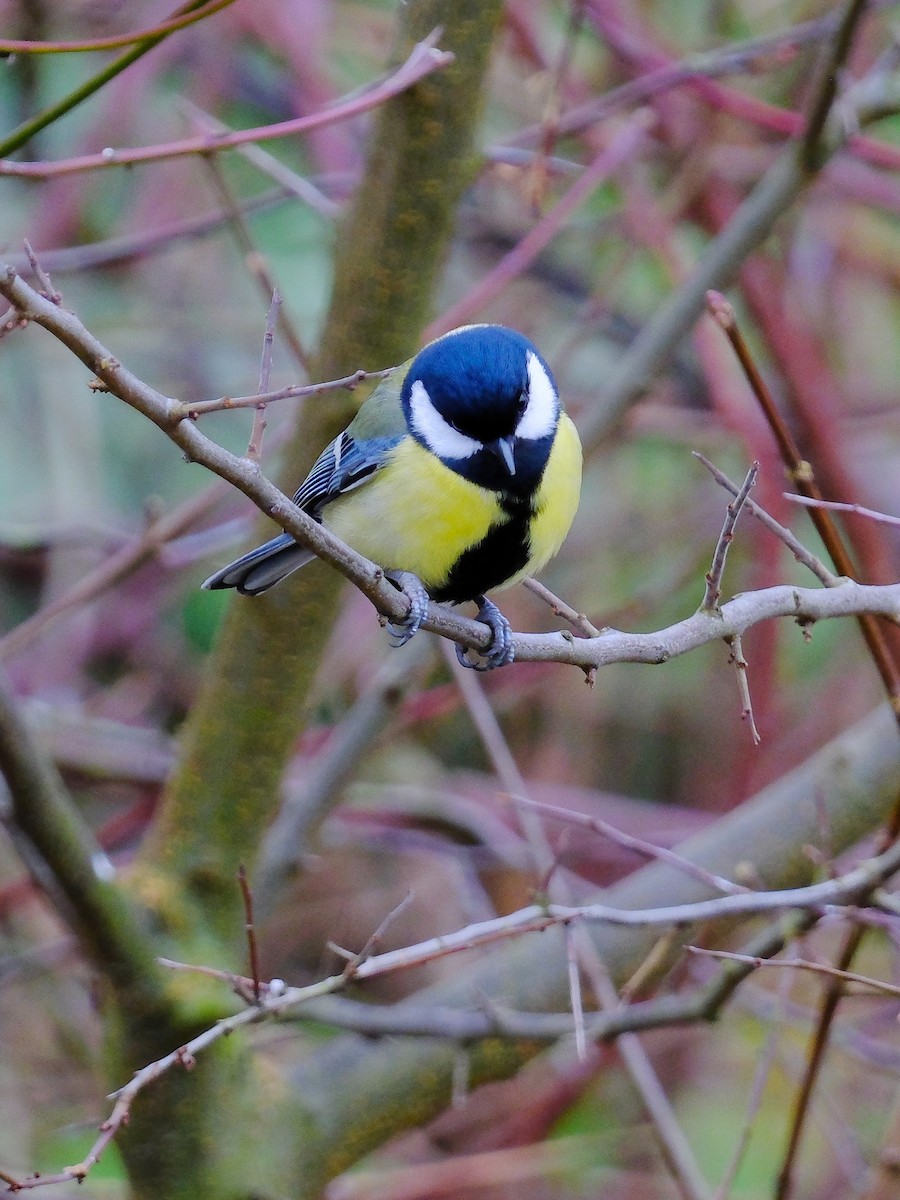 Great Tit - ML647405194
