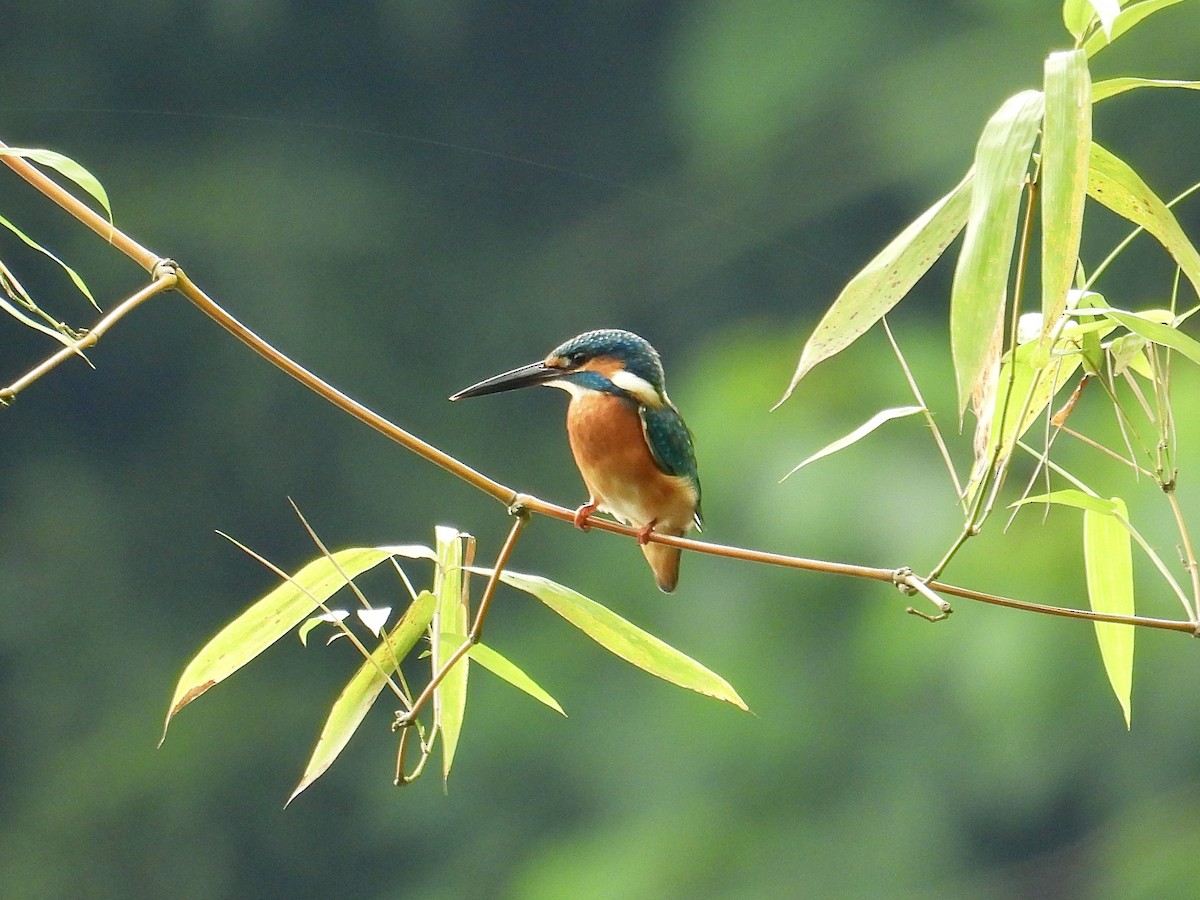 Common Kingfisher - ML647405195