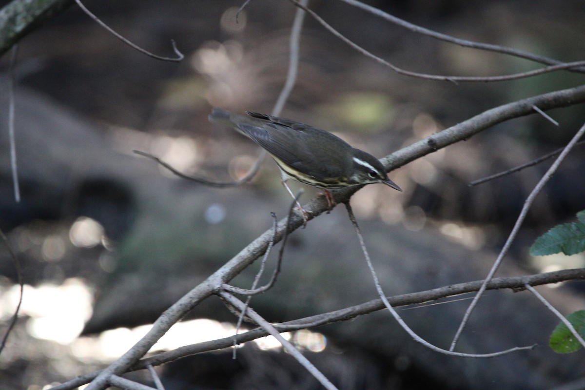 lesňáček potoční - ML647405196