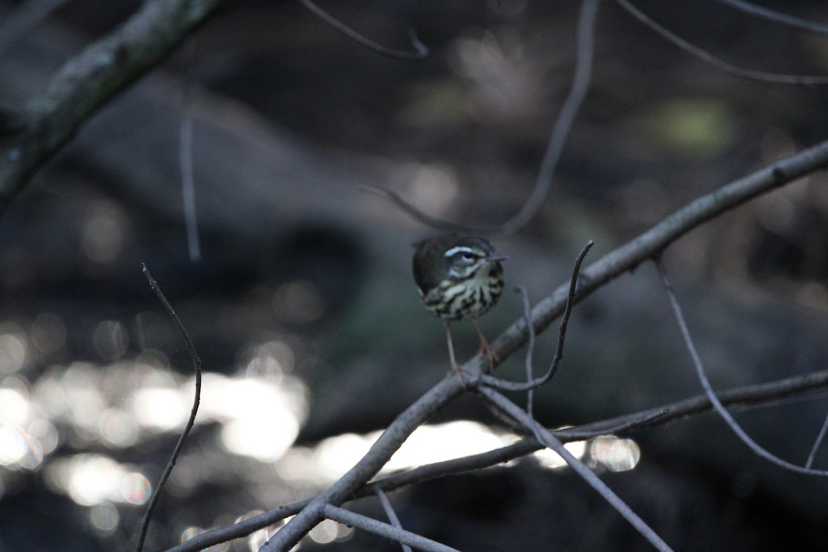 lesňáček potoční - ML647405197