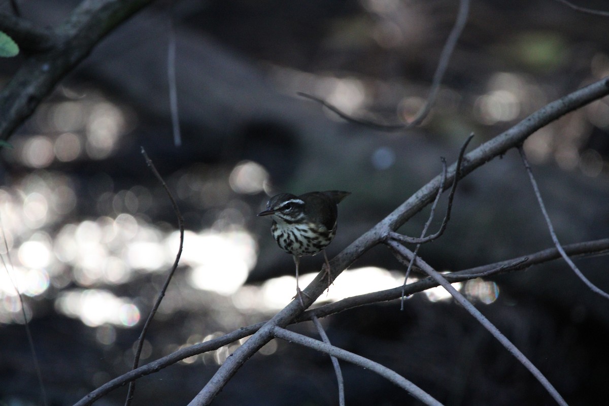 lesňáček potoční - ML647405198