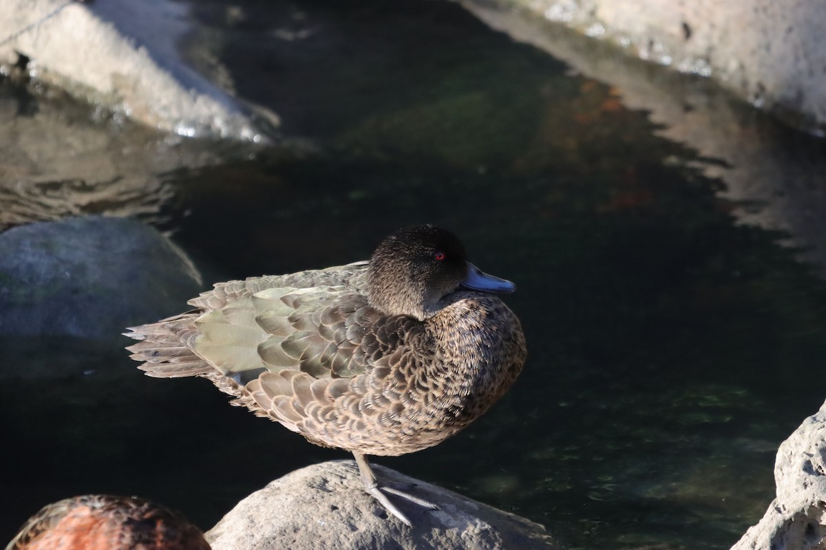 Chestnut Teal - ML647405202