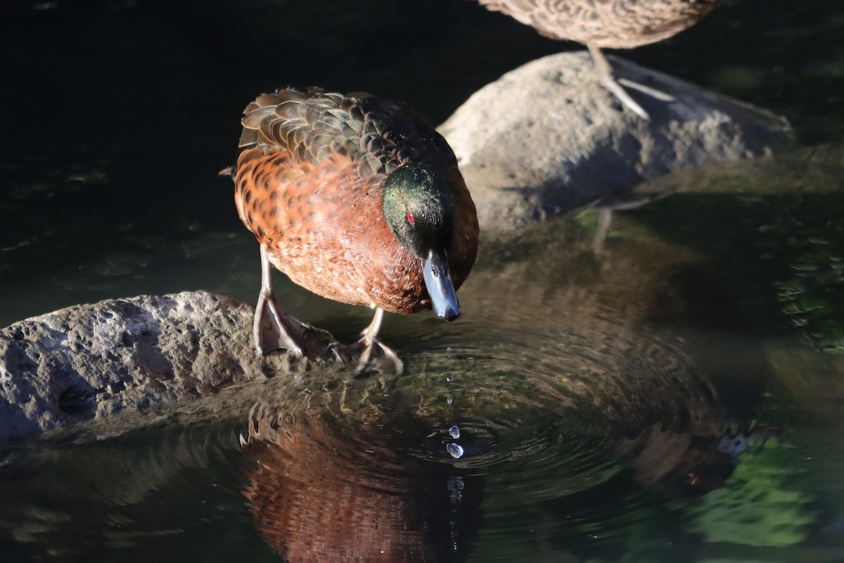 Chestnut Teal - ML647405203