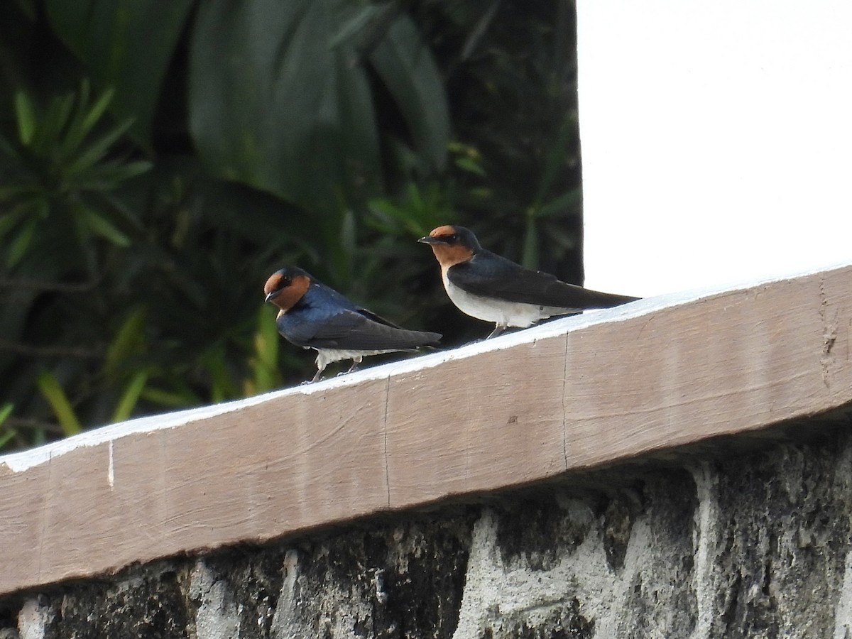 Pacific Swallow - ML647405207