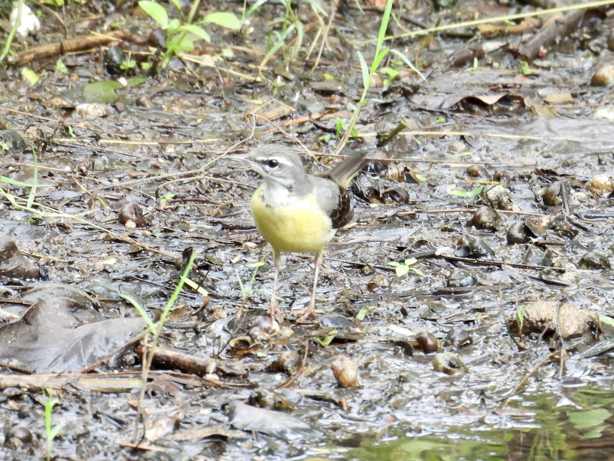 Gray Wagtail - ML647405210