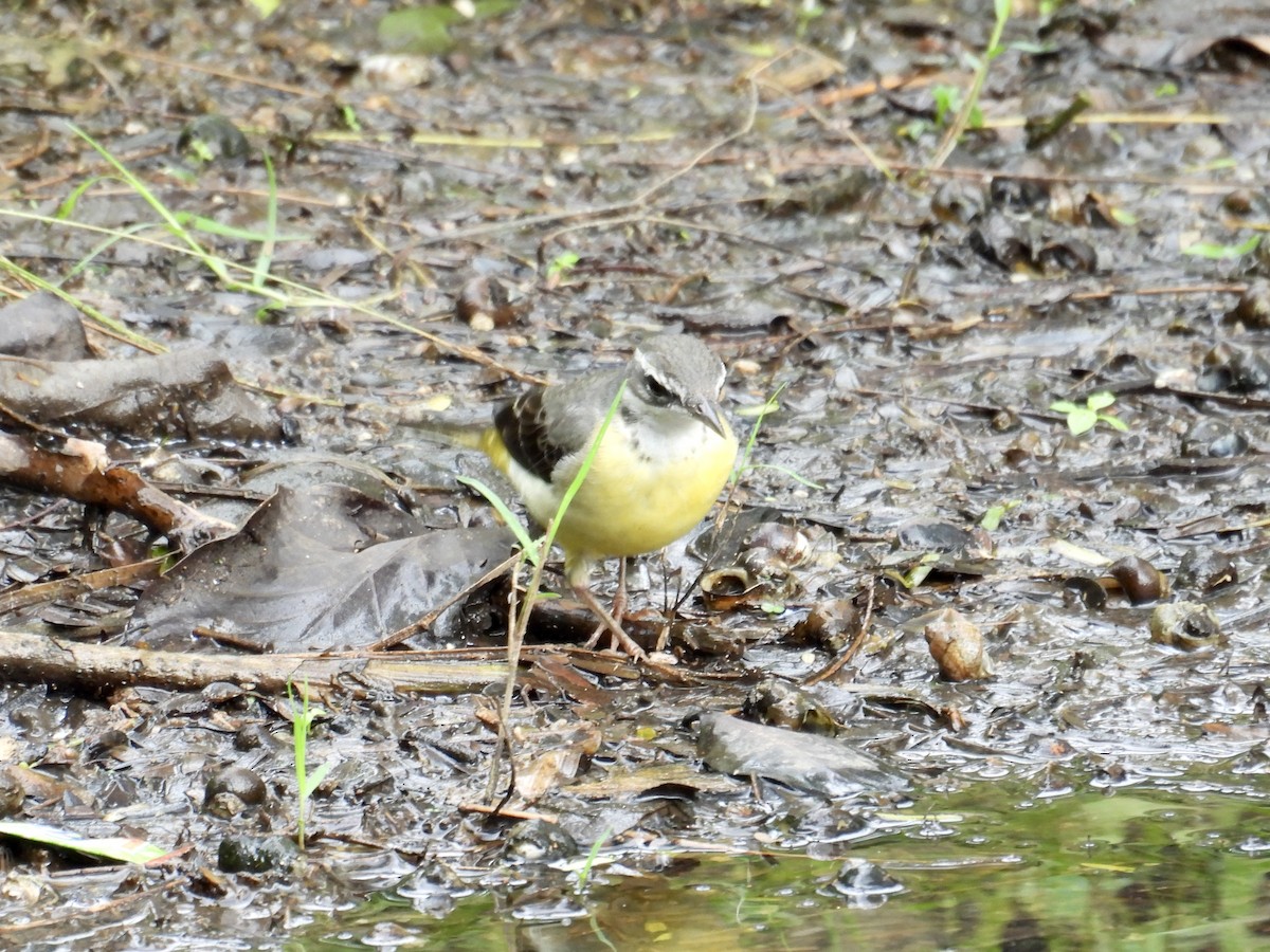 Gray Wagtail - ML647405211
