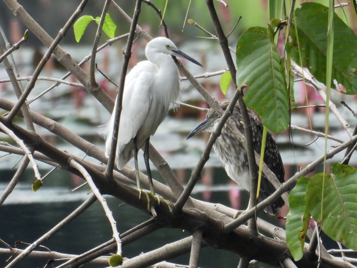 Little Egret - ML647405224