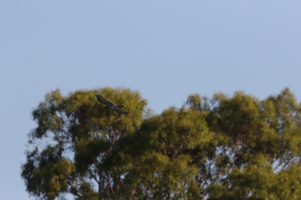 Black-faced Cuckooshrike - ML647405227