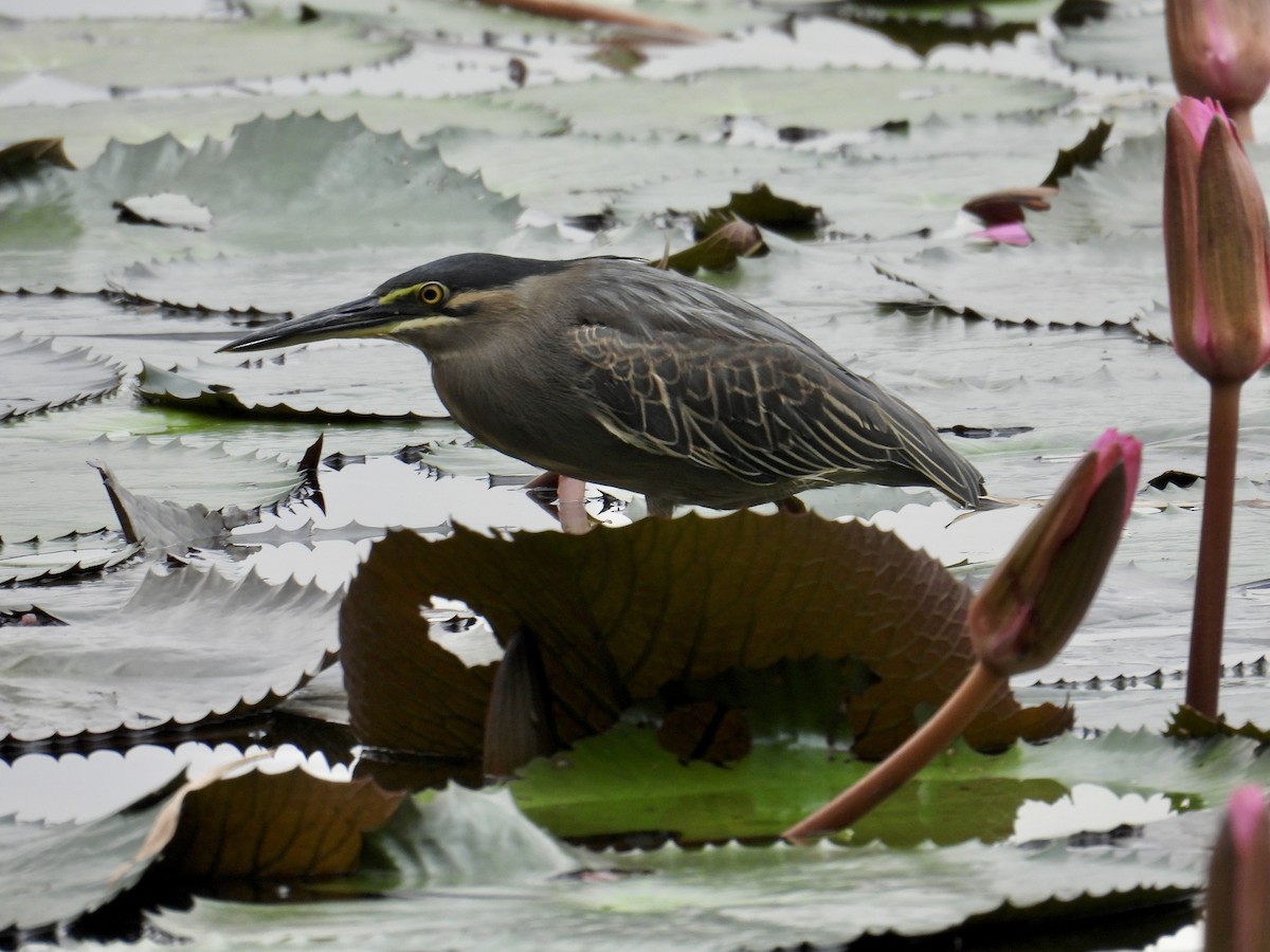 Little Heron - ML647405228