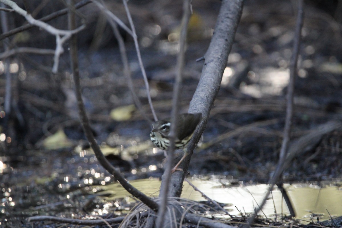 lesňáček potoční - ML647405233