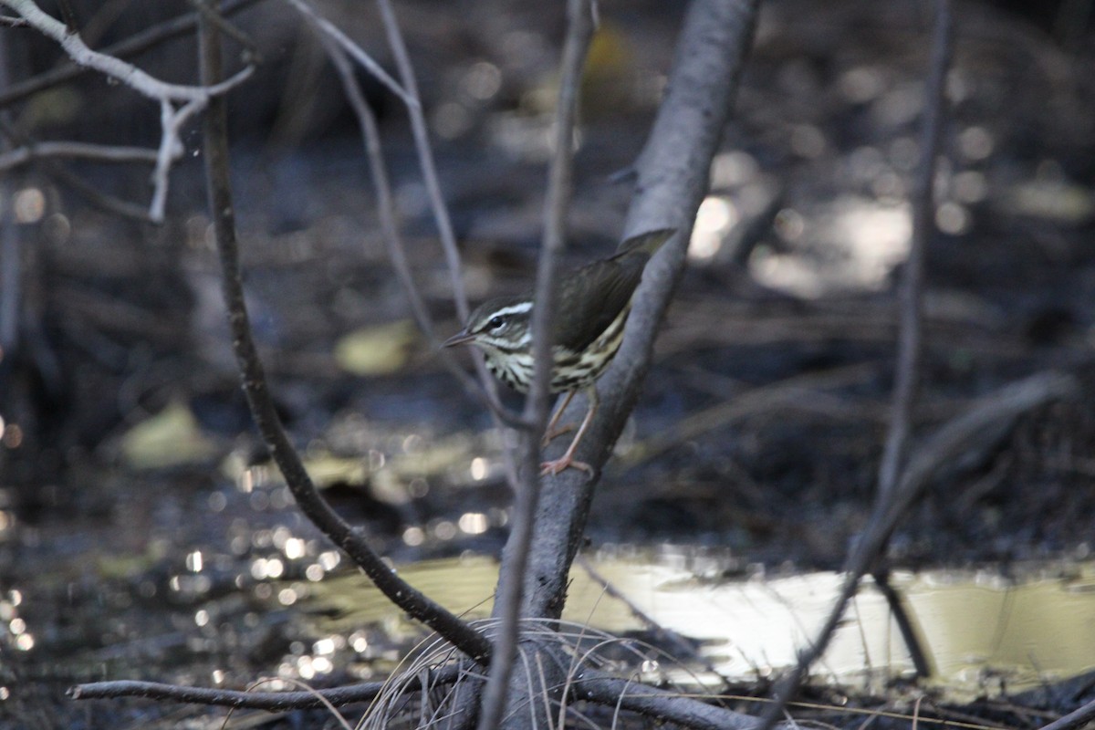 lesňáček potoční - ML647405234