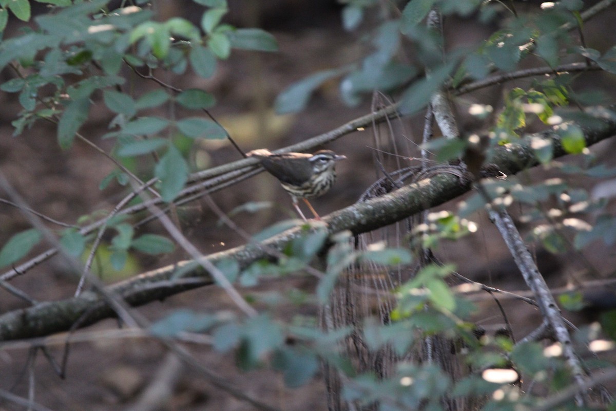 lesňáček potoční - ML647405235