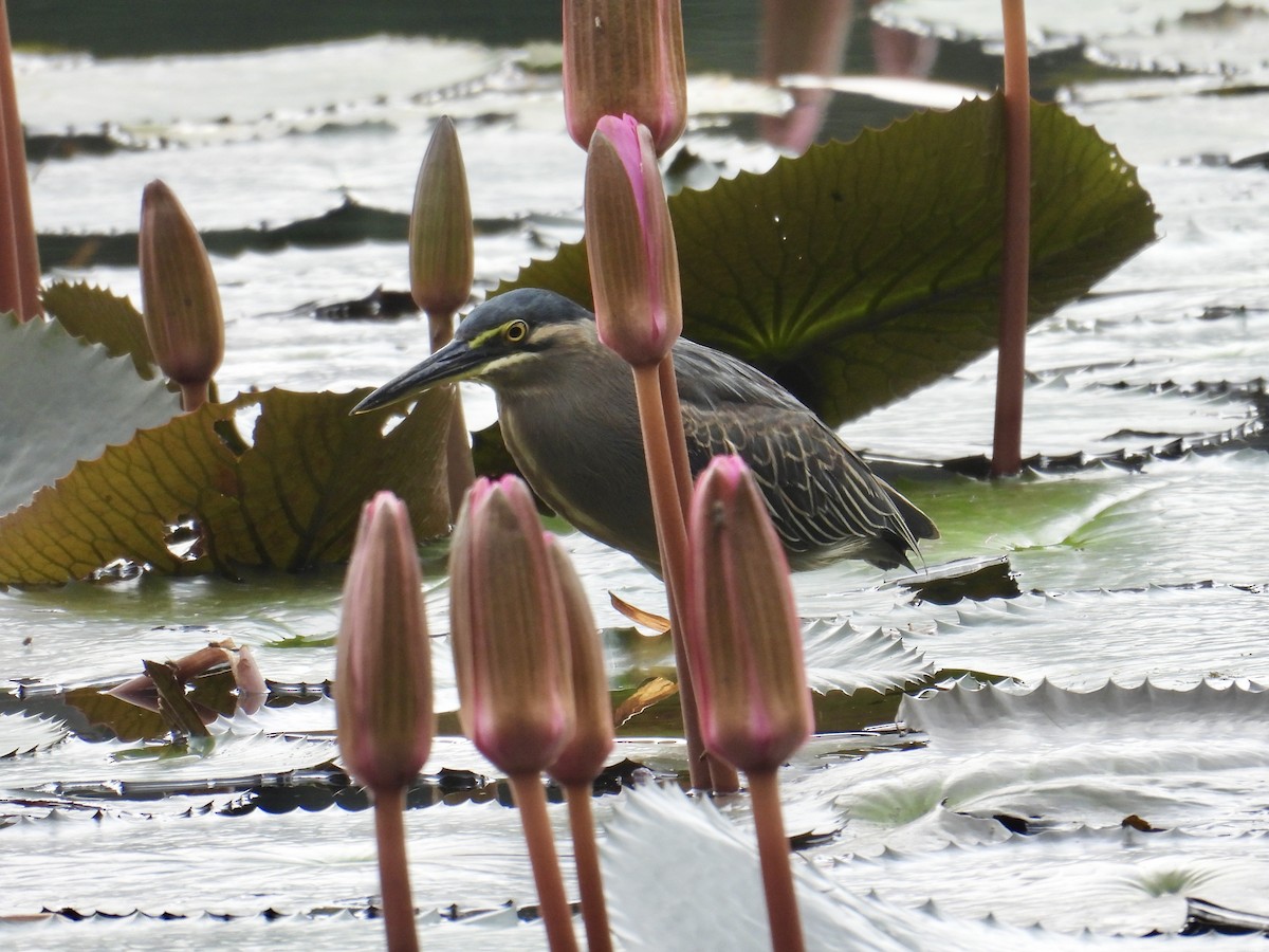 Little Heron - ML647405243
