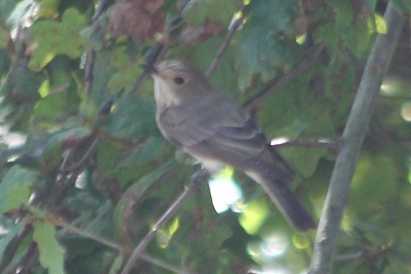 Spotted Flycatcher - ML647405244
