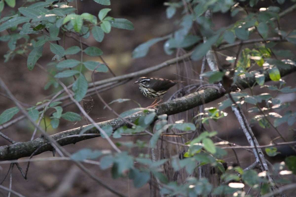 lesňáček potoční - ML647405246