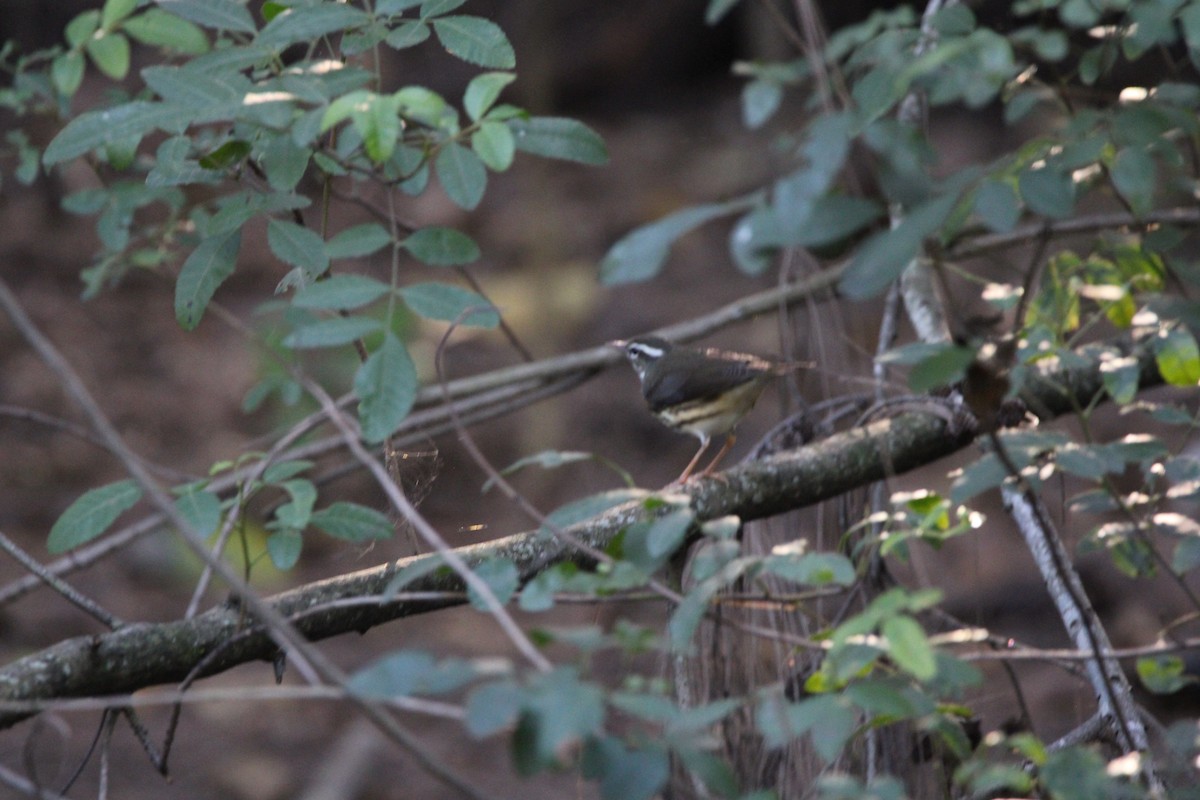 lesňáček potoční - ML647405247