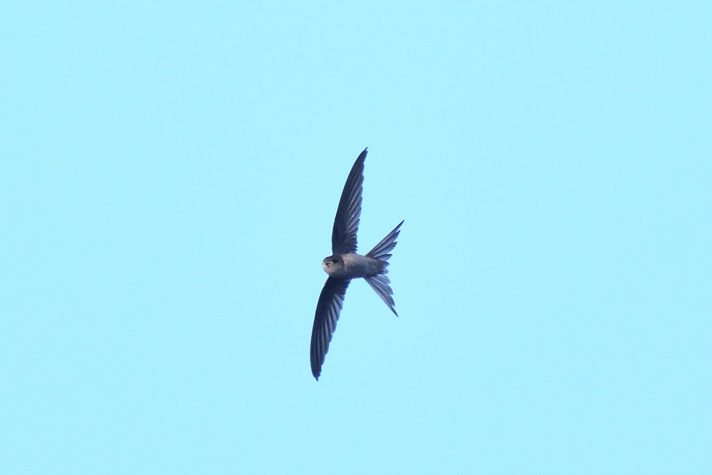 Asian Palm Swift - ML647405257