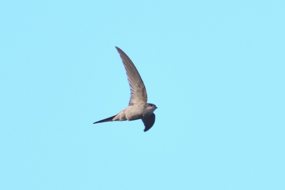 Asian Palm Swift - ML647405258