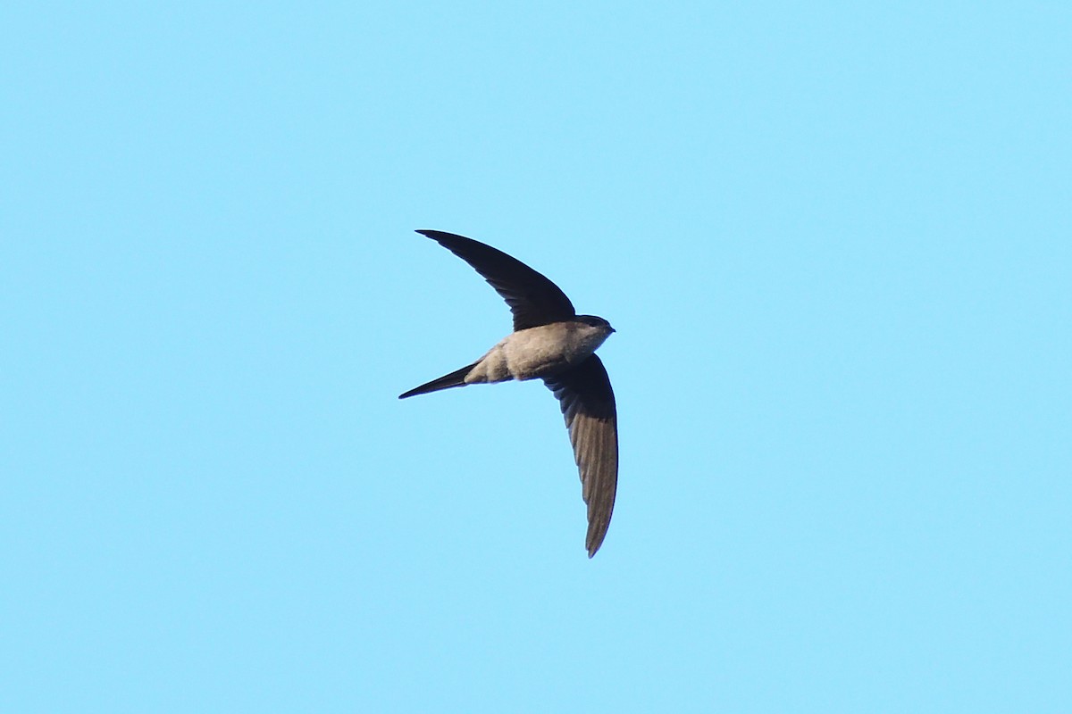 Asian Palm Swift - ML647405259
