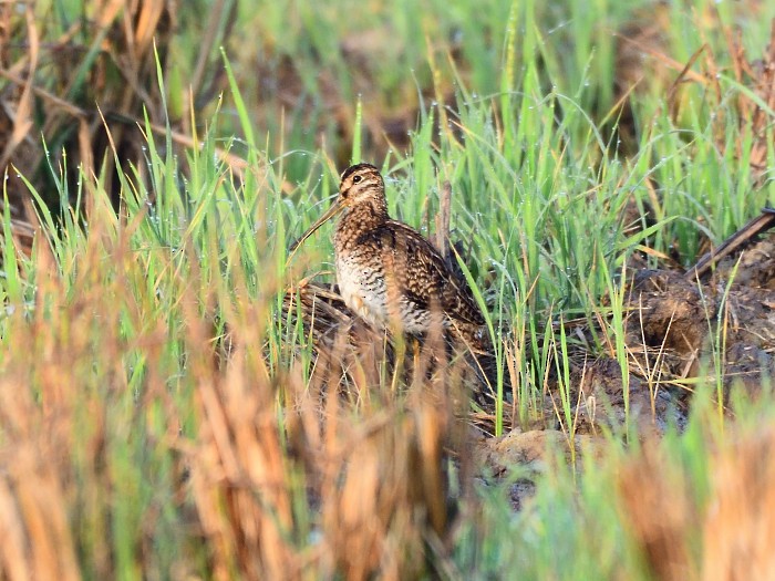 ハリオシギ - ML647405260