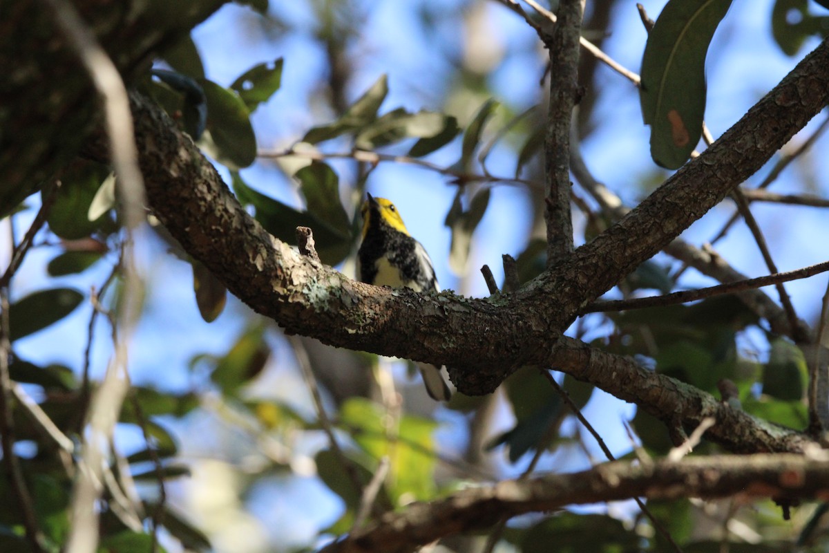 lesňáček proužkoboký - ML647405261