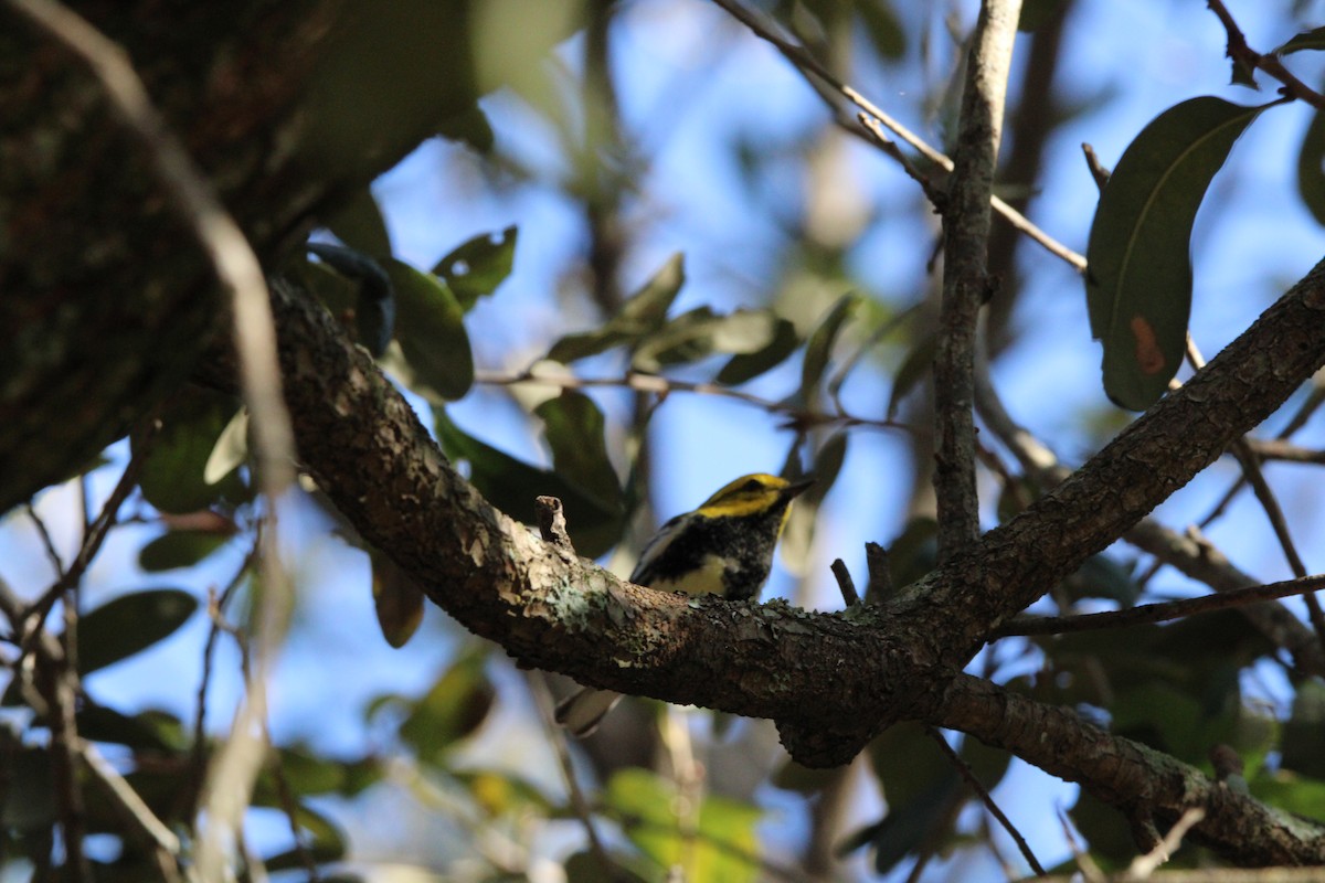 lesňáček proužkoboký - ML647405262